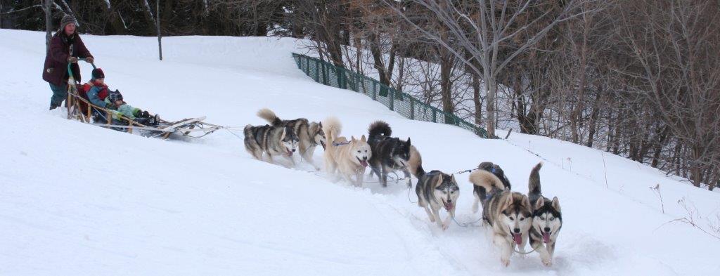 Traineau de chiens CLSS